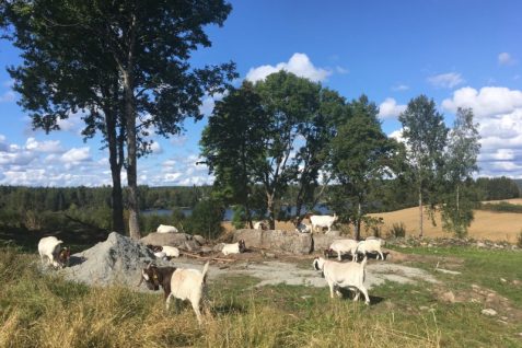 「未来の放牧」はこれで決まり？ノルウェー生まれの“バーチャルフェンス“が畜産業を変える