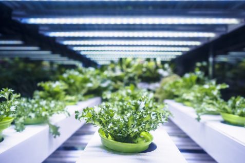 Amazonジェフ・ベゾス氏も注目！農業と食生活を一変させる「未来の農法」とは？