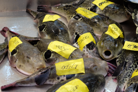 禁じられたフグが中国で食されるワケ