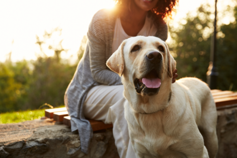 AIがペットの長寿化を促す。加速するペットテック市場