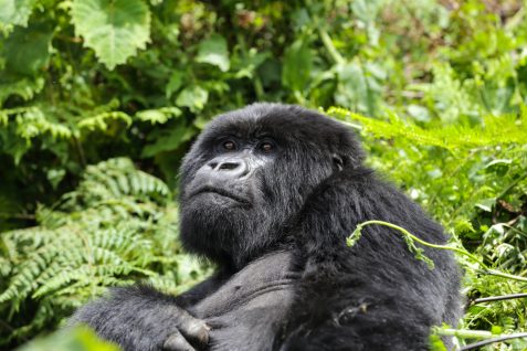 ハイエンド観光客を魅了するルワンダ、注目浴びる持続可能な「エコツーリズム」政策とは？