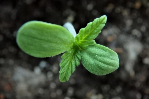 実はオランダで「合法」ではない大麻の利用。その歴史と現状、とある「非違法」大麻製品ブランドのビジネス