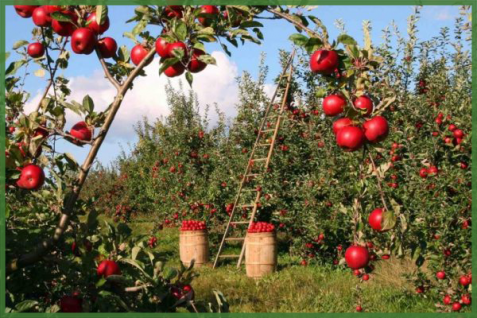 グーグル、IBMも農業スタートアップを支援。気候変動などの苦境を乗り越えるアグリテック最新動向