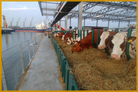 九州サイズなのに食料輸出世界No.2？オランダがたどり着いた「超効率戦略」