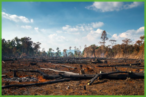 「スーパーの鶏肉がアマゾンの森林破壊につながる」英紙衝撃報道、一層大きくなるアグリテックへの期待