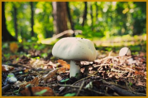 2021年、アディダスやグッチ親会社は「きのこ」に注目。アパレルやパッケージを変革する菌糸体の可能性