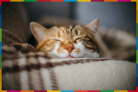 SDGsで無視できない意外な問題「睡眠負債」、アマゾンも独自ウェアラブルで参入する睡眠テック市場の動向