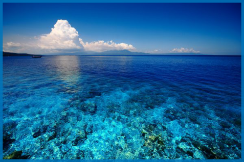 年間3兆円超えの経済効果をもたらす「サンゴ礁」の再生／保全。AI活用・インフルエンサー起用・サンゴ引き取りサービスまで