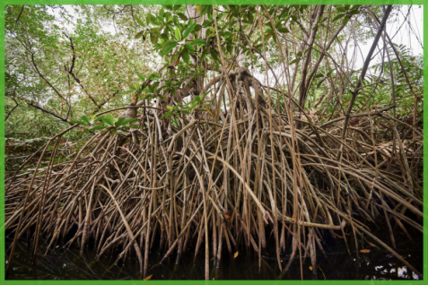 イケア、アップルも本格参入。加速する企業の森林購入・保護、そのねらいとは？