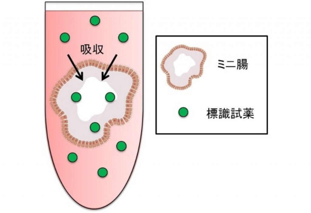 DNP　ミニ腸　実験