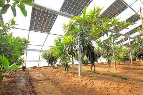 エネルギーも食料も作れる「ソーラー温室」バルセロナに誕生