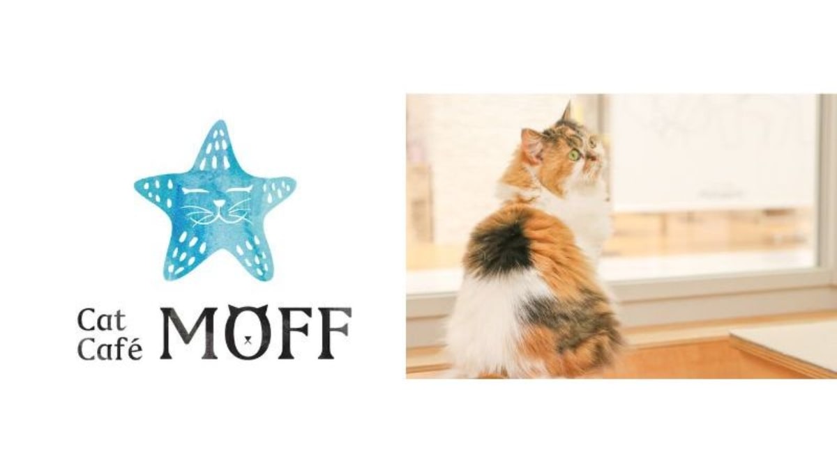 埼玉県久喜市に猫カフェ「Cat Café MOFF モラージュ菖蒲店」オープン 12月23日より フランチャイズ第1号店 AMP[アンプ