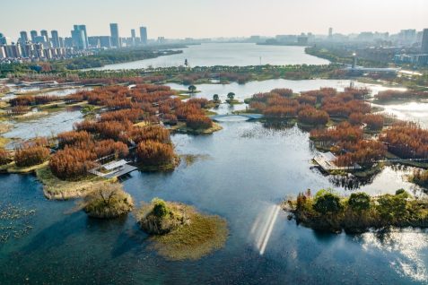 汚染されたごみ捨て場を「浮遊する森」に。中国の生態系回復プロジェクト