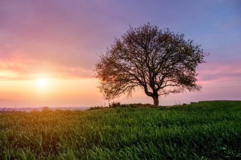 小さな並木や孤樹を、地図で見える化。効果的な植樹のヒントに